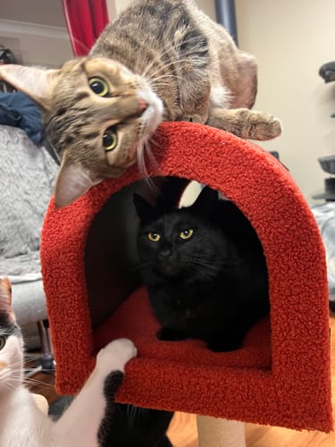 Customer photo review of Cute Mailbox Sisal Cat Scratching Post Tree with Interactive Window