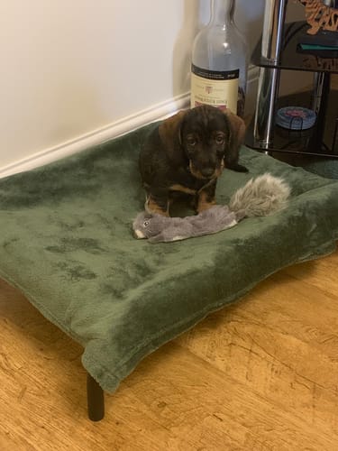 Customer photo review of HiK9 Bed with Olive Mesh Cover