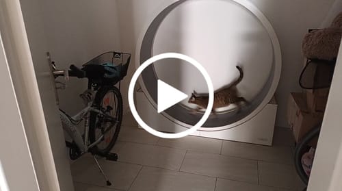 Sabrina K. review of Elmato Katzenlaufrad Simba image 1 out of 1