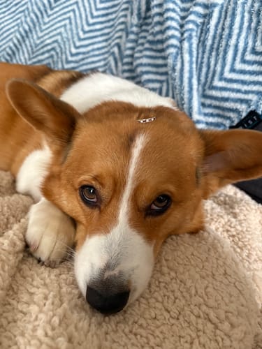 Customer photo review of Vintage 14k Yellow Gold Diamond Ruby Alternating Channel Band Ring 6.50