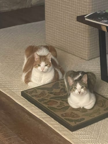 Customer photo review of Butterfly Chart - Luxury Cat Scratching Board