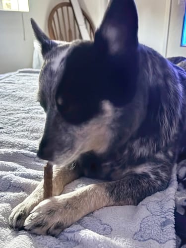 Customer photo review of 6 Inch Natsticks Beef Chewy Sticks