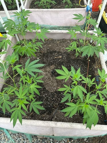 Customer photo review of BioVast Private Reserve (Amended Vermicompost Top Dress)