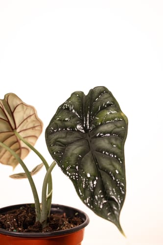Customer photo review of Alocasia Dragon Scale