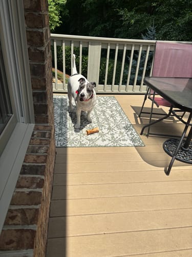 Customer photo review of Himalayan Yak Cheese Chew Dog Treat - Large