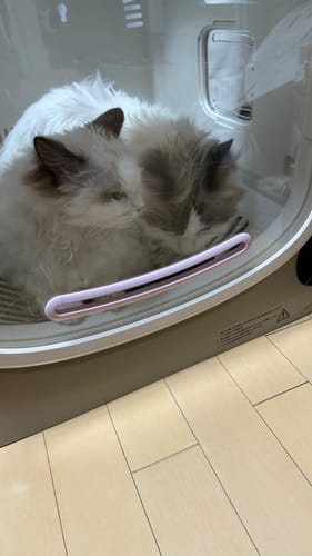 Customer photo review of ペットドライヤーハウス