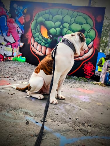 Leiyah R. review of 5cm Lighter Combat® Collar | With Handle Secure Clip - Purple x Metal Grey image 1 out of 1