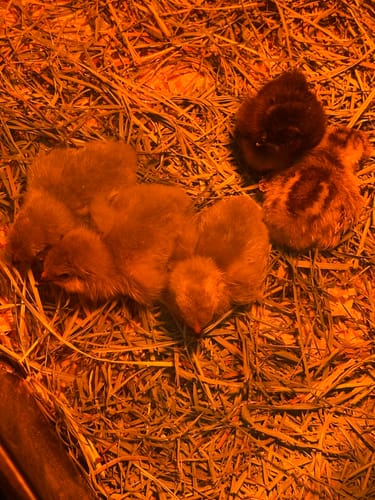 Customer photo review of Lavender Olive Egger Chick (Unsexed)
