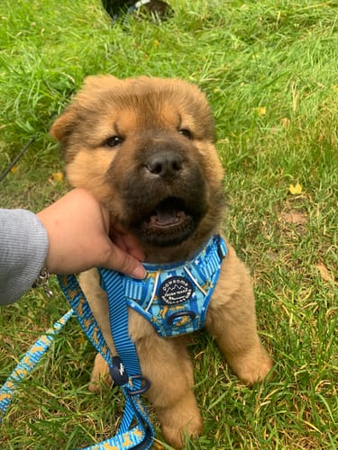 Customer photo review of Disney© Tough Trails™ Harness - Simba