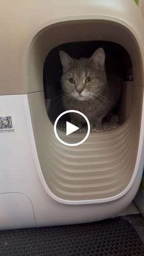 Customer video review of Self-Cleaning Litter Box