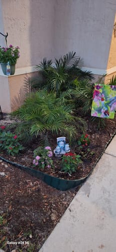 Customer photo review of Roebelenii - Pygmy Date Palm