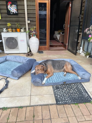 Customer photo review of PaWz Premium Pet Sofa Bed