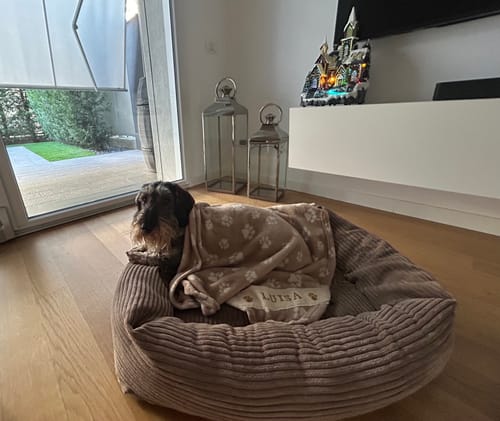 Customer photo review of Divanetto Velluto a Coste Marrone