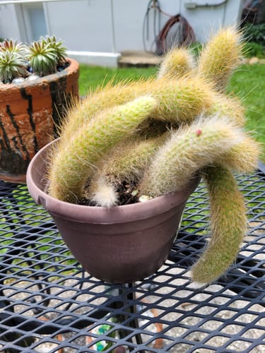 Customer photo review of Cleistocactus colademononis | Monkey Tail Cactus