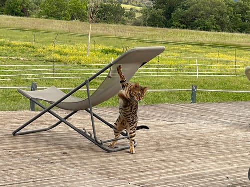 Avis photo d'un client sur Pâtée Chaton Sans Céréales - Boeuf
