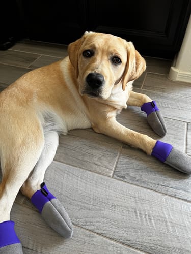 Customer photo review of Leather Dog Booties - Doccasins - 1 pair