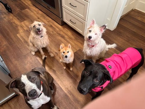 Customer photo review of FurLife™ 12 Months Flea and Tick Free