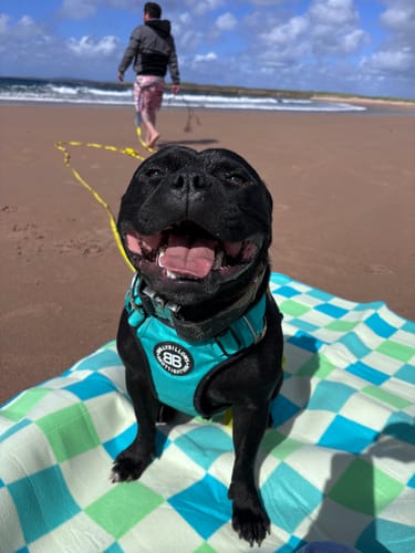 Flavia Y. review of 5cm Combat Billowthane® Collar | Waterproof - Platinum image 1 out of 1