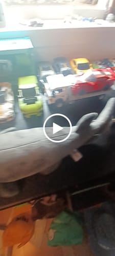 Customer video review of Frilled Shark Soft Stuffed Plush Toy