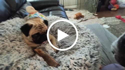 Customer video review of Large Ostrich Cane (11.5" x 5"): The Ultimate Long-Lasting Chew for Medium, Large & XL Dogs