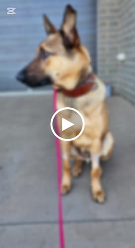 Customer video review of Hand Made Leather Dog Collar - Classic Brown (Wide Fit)