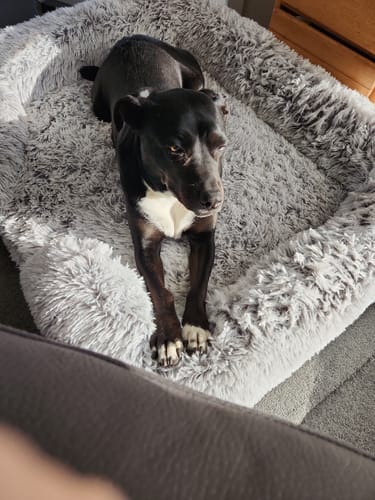Customer photo review of PaWz Premium Pet Orthopaedic Bed