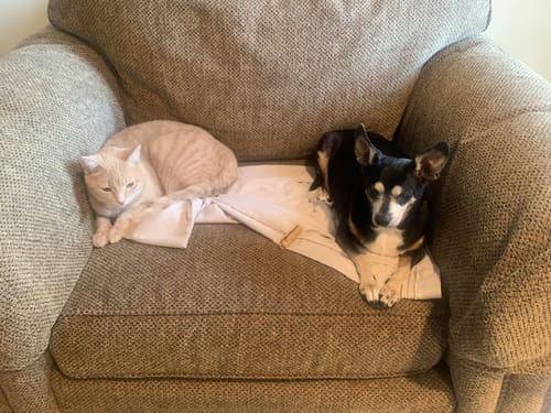 Customer photo review of Freedom Joint Chews