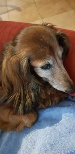 Customer photo review of Abbonamento crocchette cane formula Pesce Azzurro