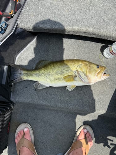 Customer photo review of 97% Pure Tungsten Swing Head | 4 Piece