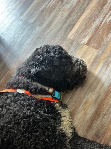 Customer photo review of FurLife™ 12 Months Flea and Tick Free