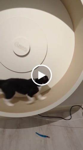 Alexander D. review of Elmato Katzenlaufrad Rocky Wandlaufrad image 1 out of 1