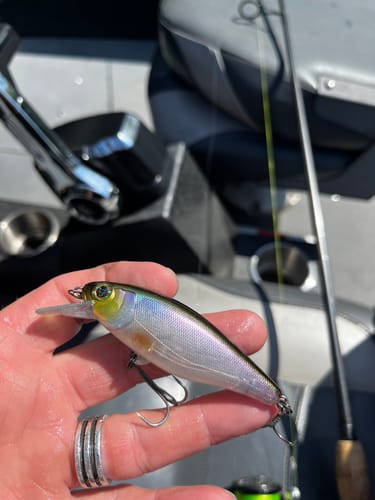 Customer photo review of Sour Grape 5" Jerk Bait