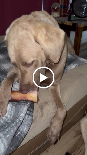 Customer video review of Large Dog Black Friday Bundle (Your 12oz Jerky+2 Large Bones+12" Hick. Bully)