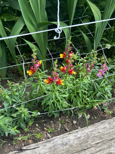 Customer photo review of Tall Maximum Blend Snapdragon Seeds