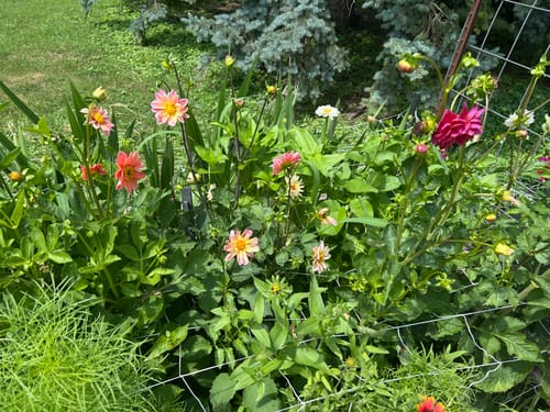 Customer photo review of Decorative Double Blend Dahlia Seeds