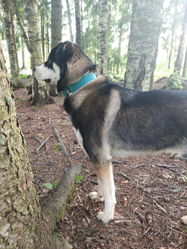 Eeva H. review of 4cm Combat® Collar | With Handle & Rated Clip - Light Blue image 1 out of 1