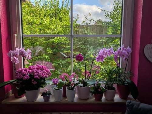 Customer photo review of Duftorchidee Zygopetalum Impasto green