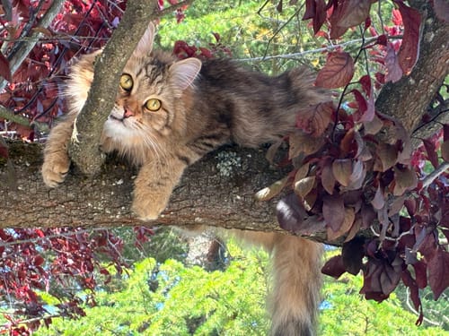 Avis photo d'un client sur Croquettes Chat Stérilisé Sans Céréales - Poulet
