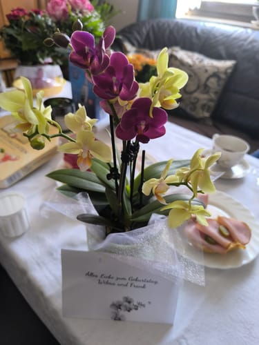 Customer photo review of Cocktail Orchidee mit gelb-roten Blüten und 3+ Rispen, Keramik und Dekovlies