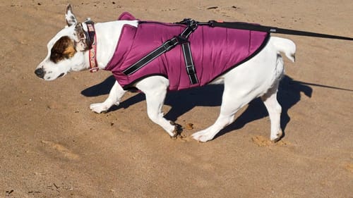 Customer photo review of Waterproof Dog Coat - Winter Dog Jacket Australia