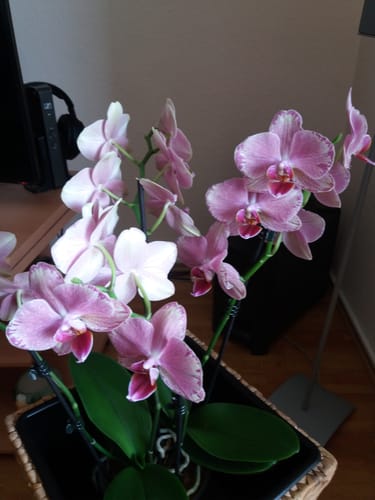 Customer photo review of Große Two of Us Testsorte Orange-Gelb mit 4 Rispen