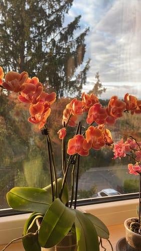 Customer photo review of Große Two of Us Dame Etna mit orange-gelben Blüten und 4 Rispen