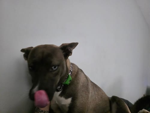 Customer photo review of FurLife™ 12 Months Flea and Tick Free