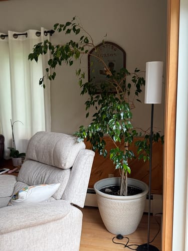 Customer photo review of Houseplant Pest Spray