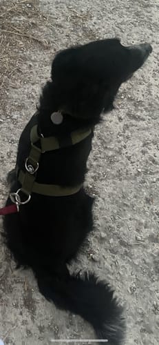 Franceska F. review of Training Anti Pull TRI-Harness® | M-XL Breeds - Khaki image 1 out of 1