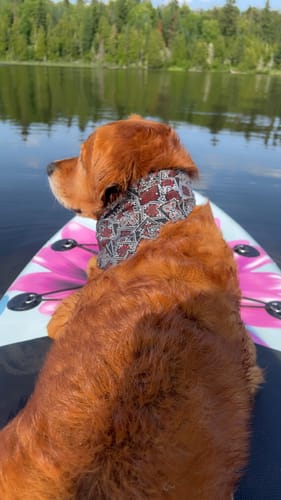 Customer photo review of Oriental- 9'2 All around- Paddle board gonflable