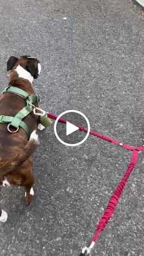 Lindsey D. review of Shock Absorber Lead | Double Ended - Burgundy image 1 out of 1