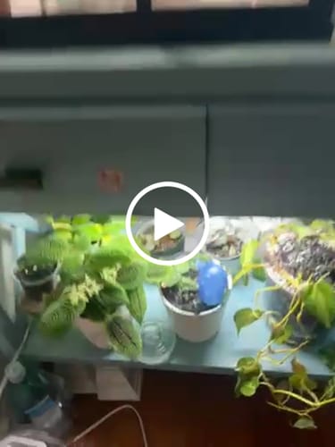 Customer video review of Fungus Gnat Death Drops