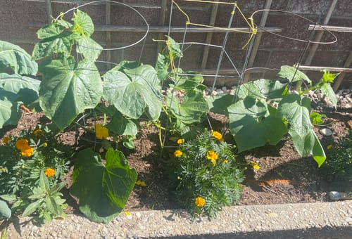 Customer photo review of Spacemaster 80 Cucumber Seeds