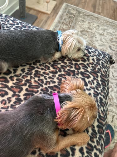Customer photo review of FurLife™ - 8 Months Flea and Tick Collar for Dogs